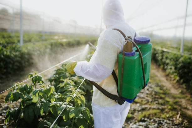 Best Ant Control Services  in Port Arthur, TX